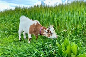 Tierischer Besuch
